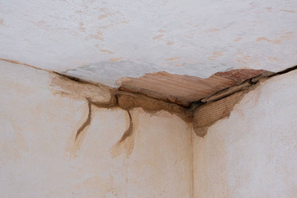 Best Professional water damage repair  in Shelton, NE